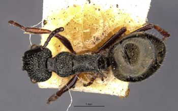 Media type: image;   Entomology 21231 Aspect: habitus dorsal view